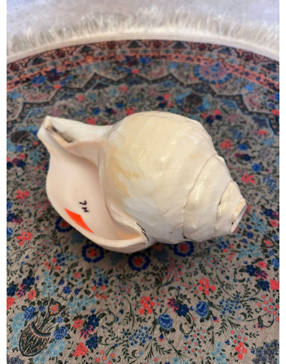 KONCH/SHANKA - najvyššia kvalita - vrúbkovaná