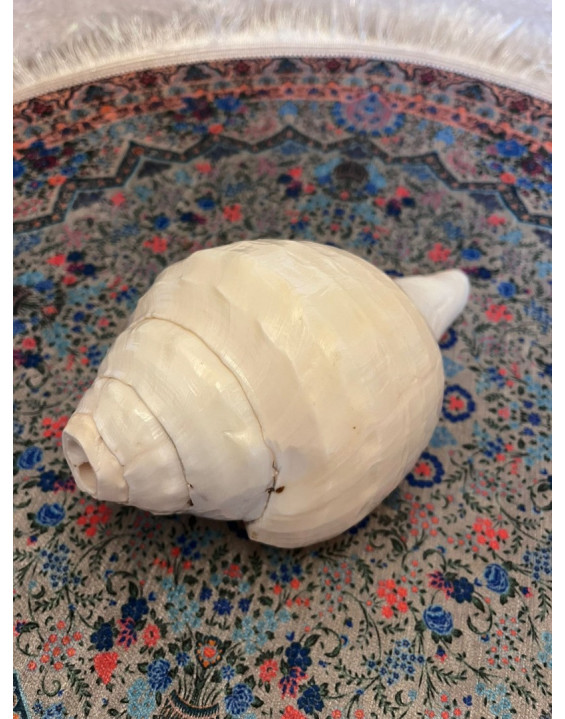 KONCH/SHANKA - najvyššia kvalita - vrúbkovaná