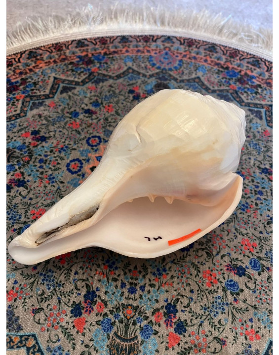 KONCH/SHANKA - najvyššia kvalita - vrúbkovaná