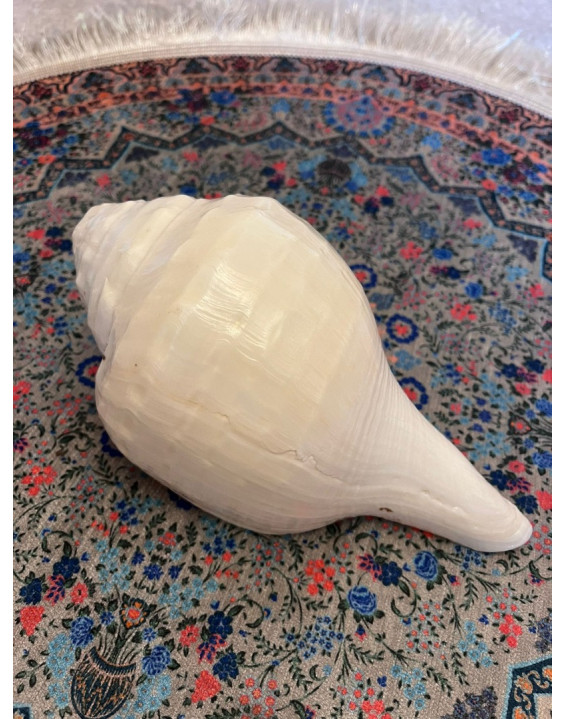 KONCH/SHANKA - najvyššia kvalita - vrúbkovaná